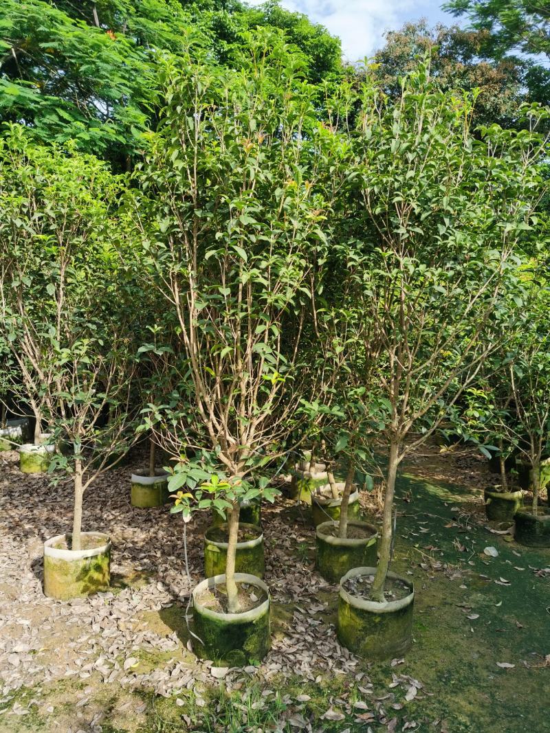 桂花，低价供应H150-250cm桂花树袋苗