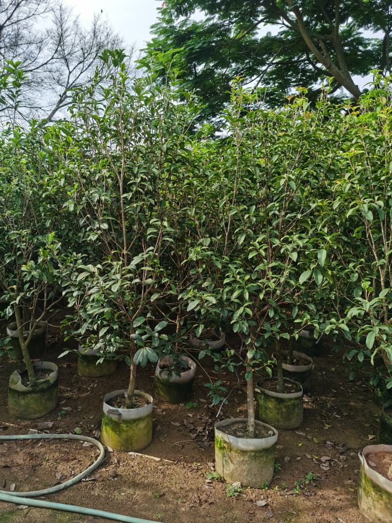 桂花，低价供应H150-250cm桂花树袋苗