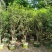 桂花，低价供应H150-250cm桂花树袋苗
