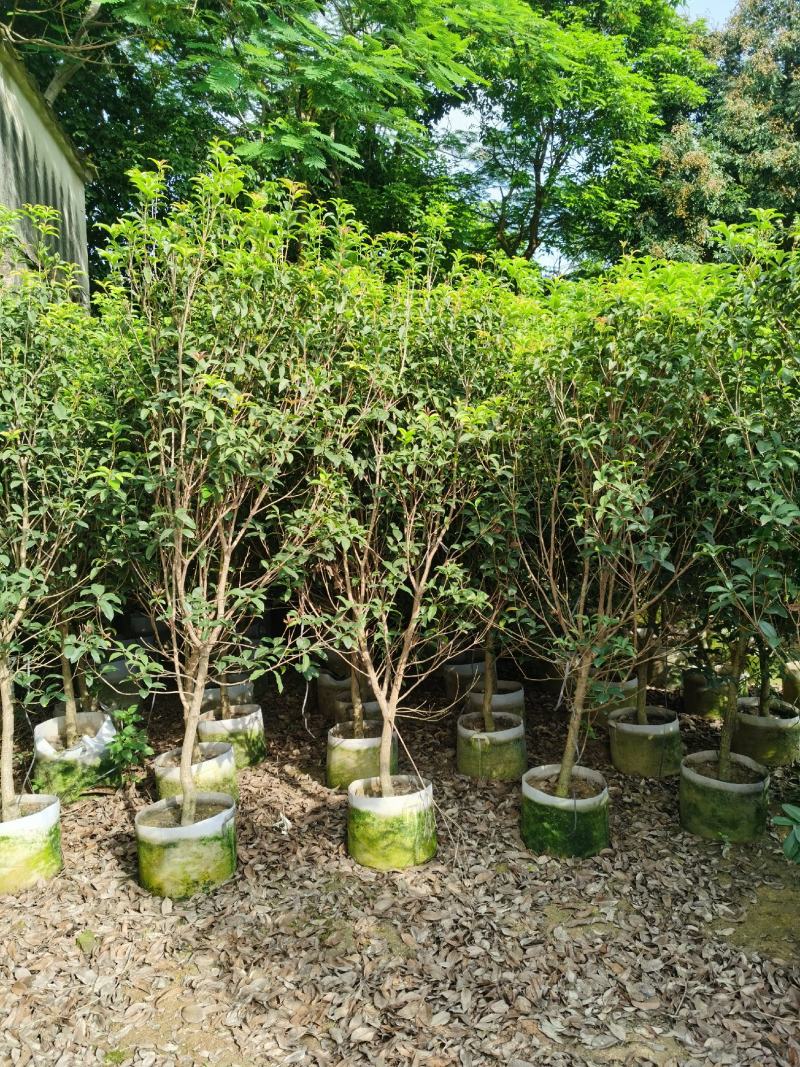 桂花，低价供应H150-250cm桂花树袋苗