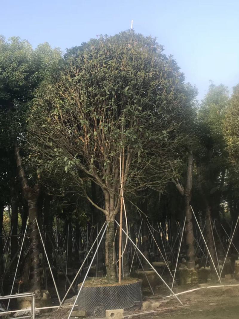 桂花，低价供应12-15-18-20分桂花树袋苗