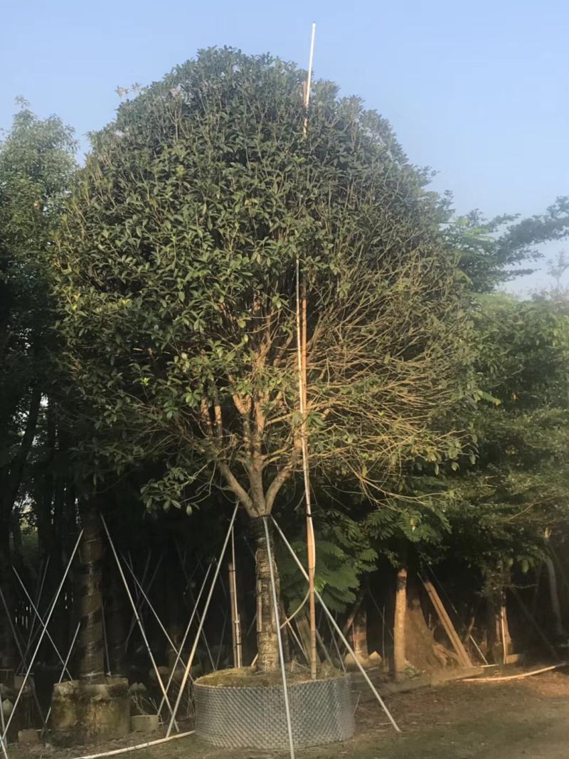 桂花，低价供应12-15-18-20分桂花树袋苗