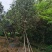 桂花，低价供应12-15-18-20分桂花树袋苗