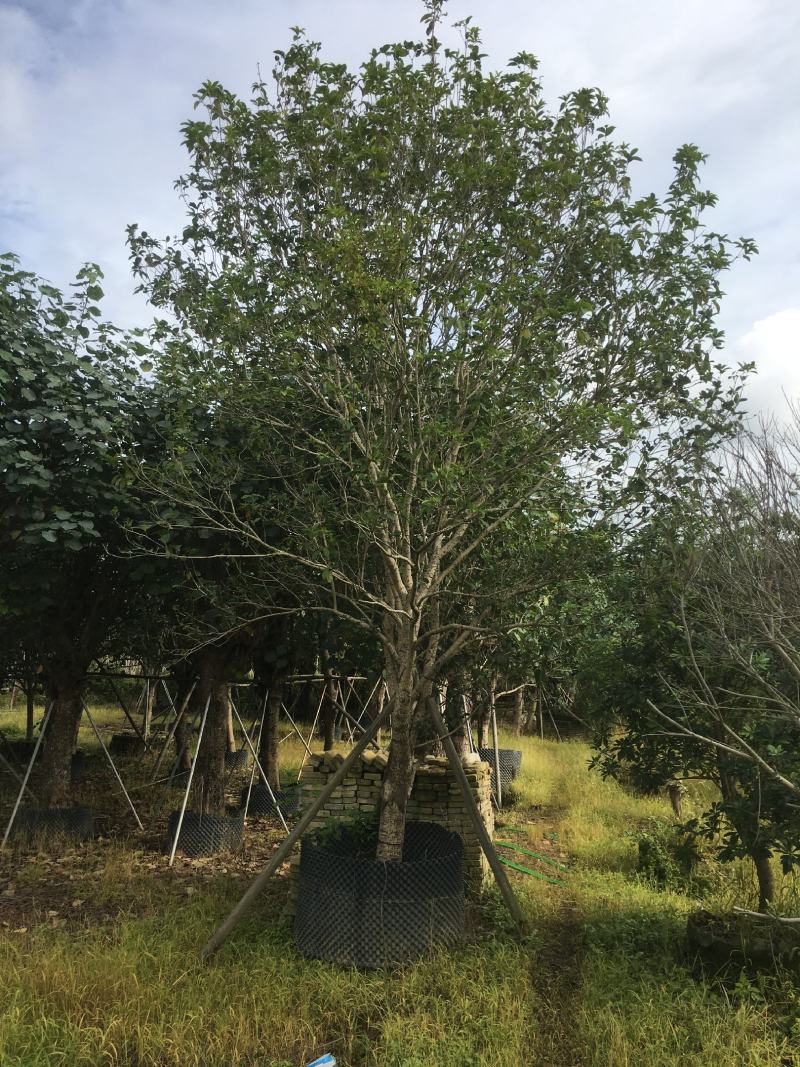 桂花，低价供应12-15-18-20分桂花树袋苗
