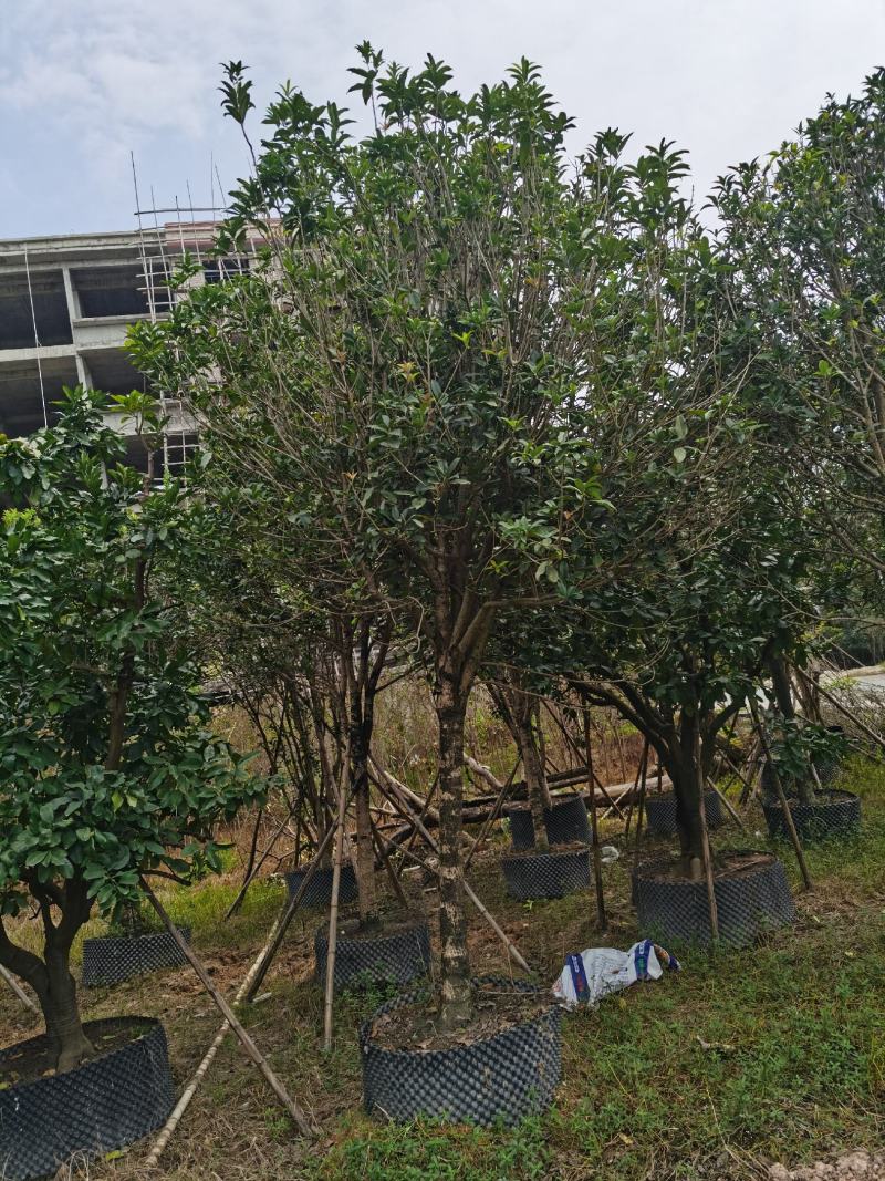 桂花，低价供应12-15-18-20分桂花树袋苗