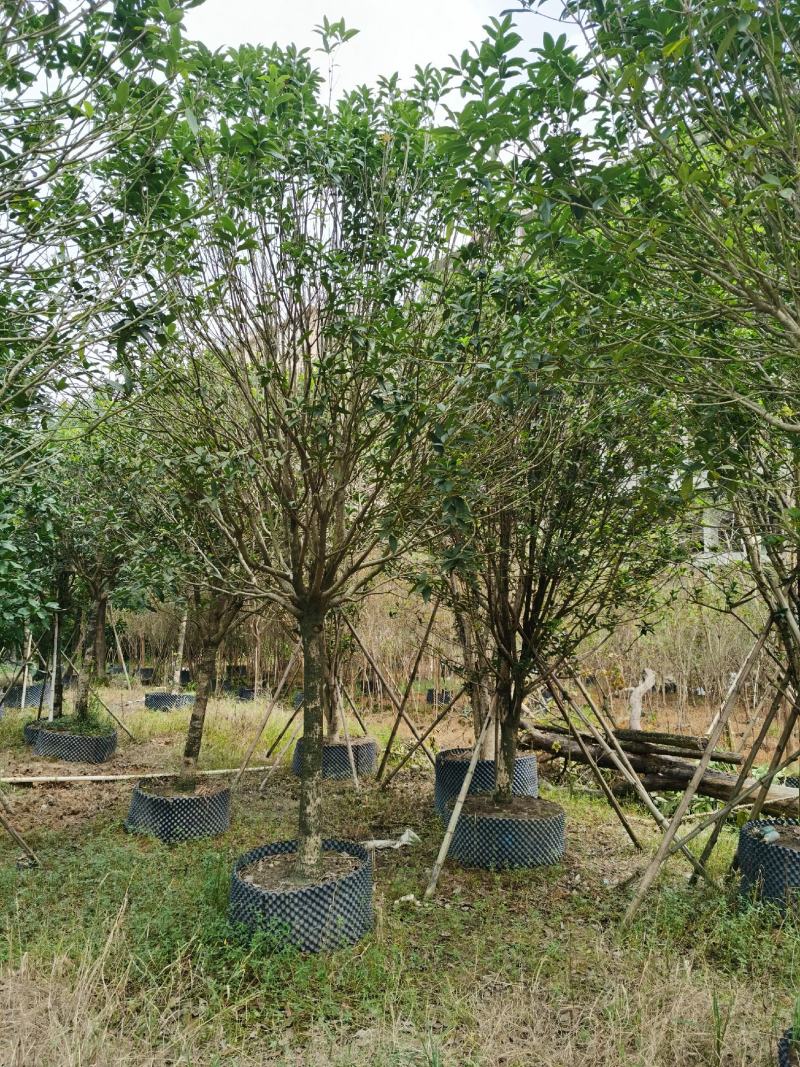 桂花，低价供应12-15-18-20分桂花树袋苗
