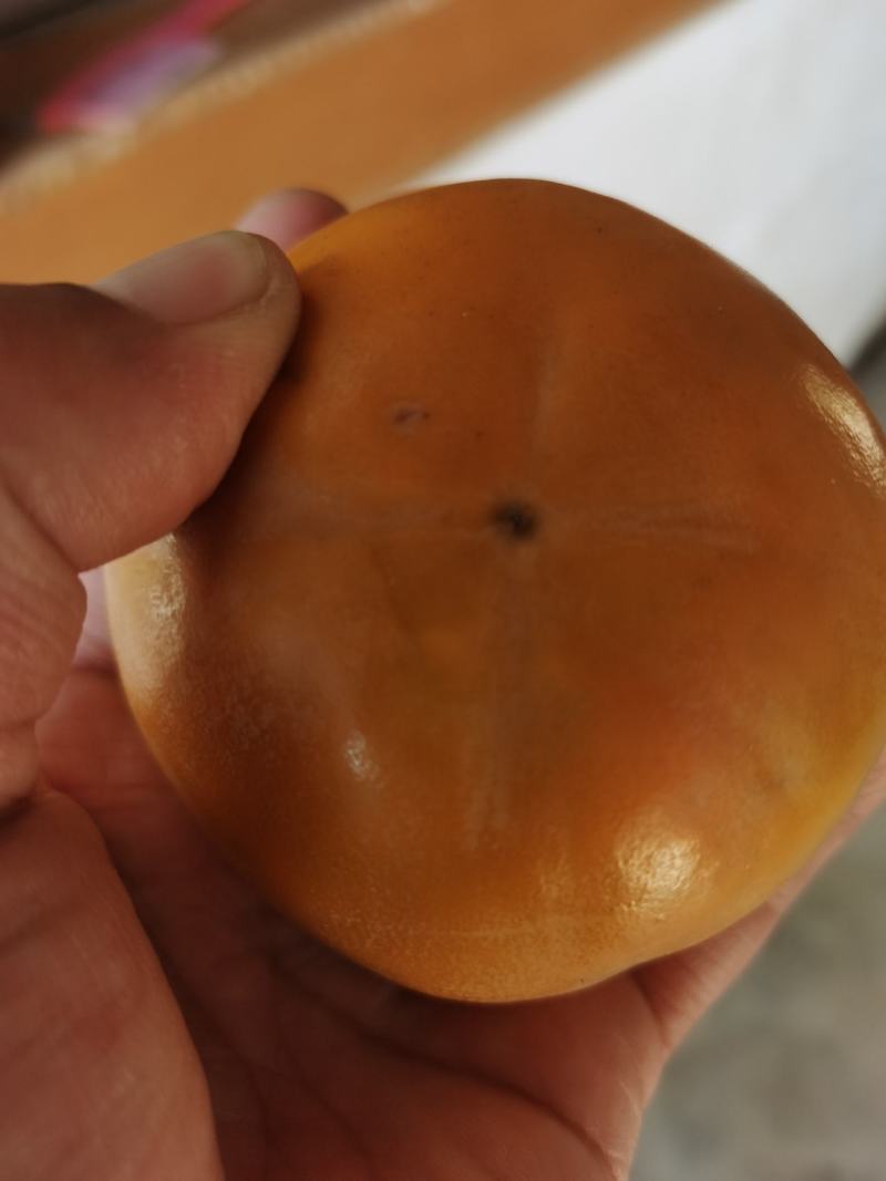 陕西阳丰脆柿产地，大荔甜柿价格，大甜柿批发，口感脆甜