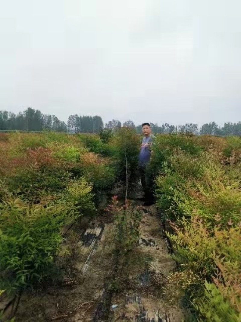 南天竹