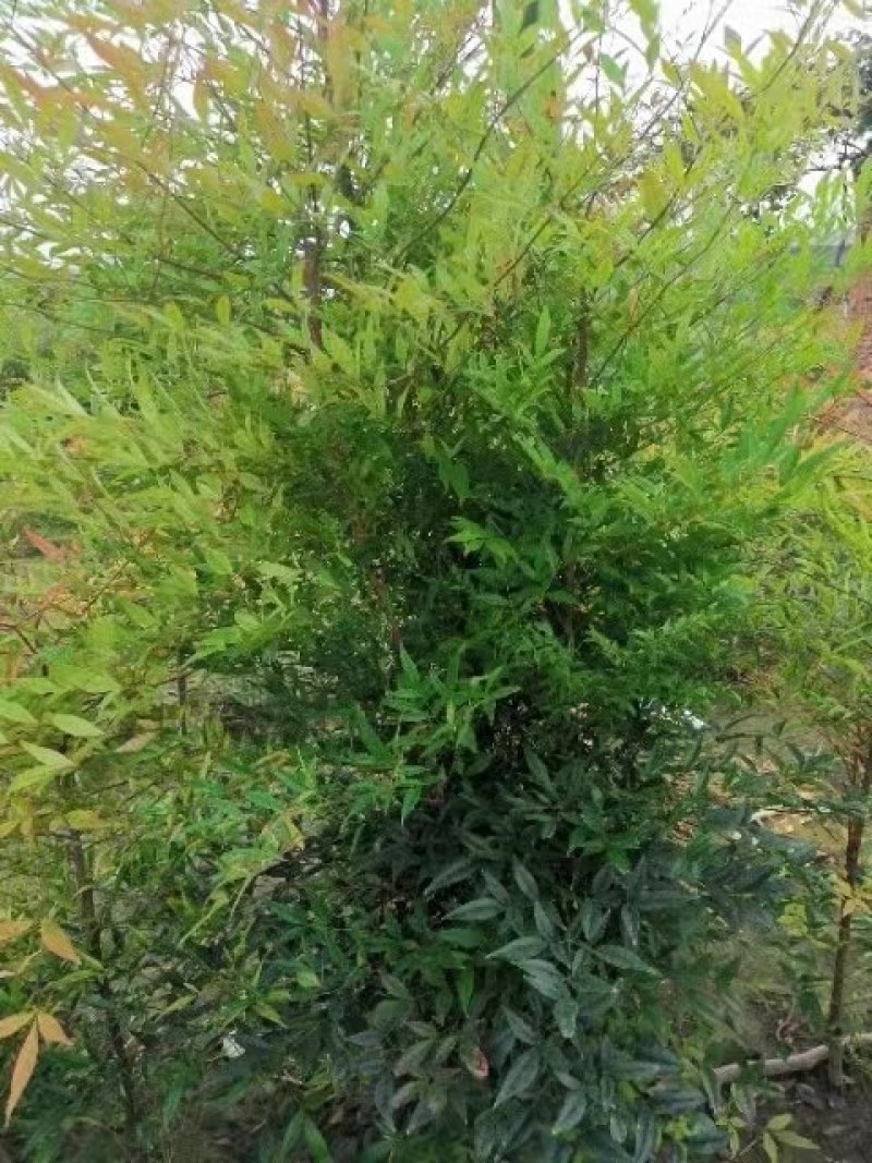 南天竹
