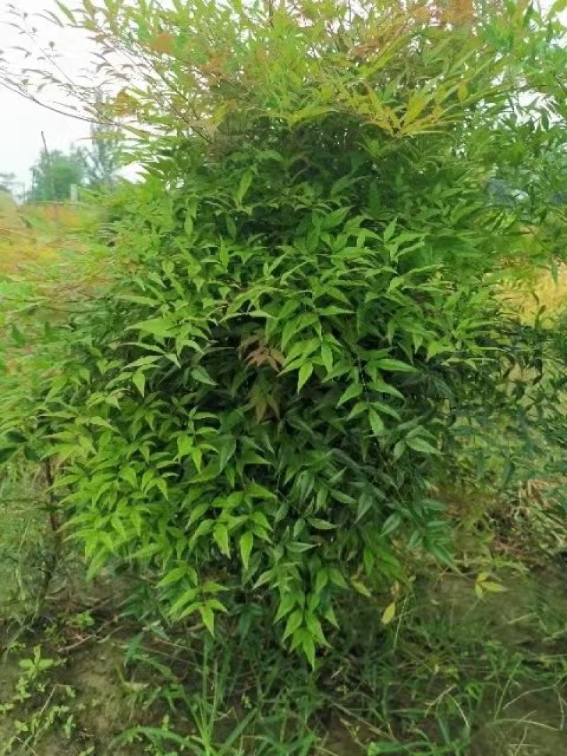 南天竹