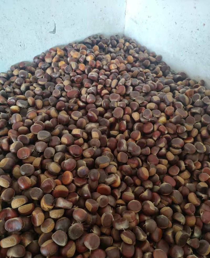 金寨板栗2021年精选菜栗种特选个鲜板栗
