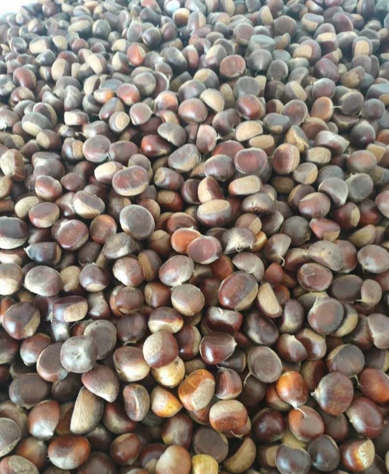 金寨板栗2021年精选菜栗种特选个鲜板栗