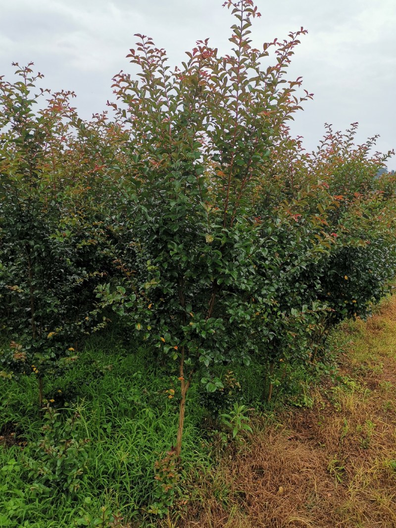 紫薇苗4公分5年苗，100万棵