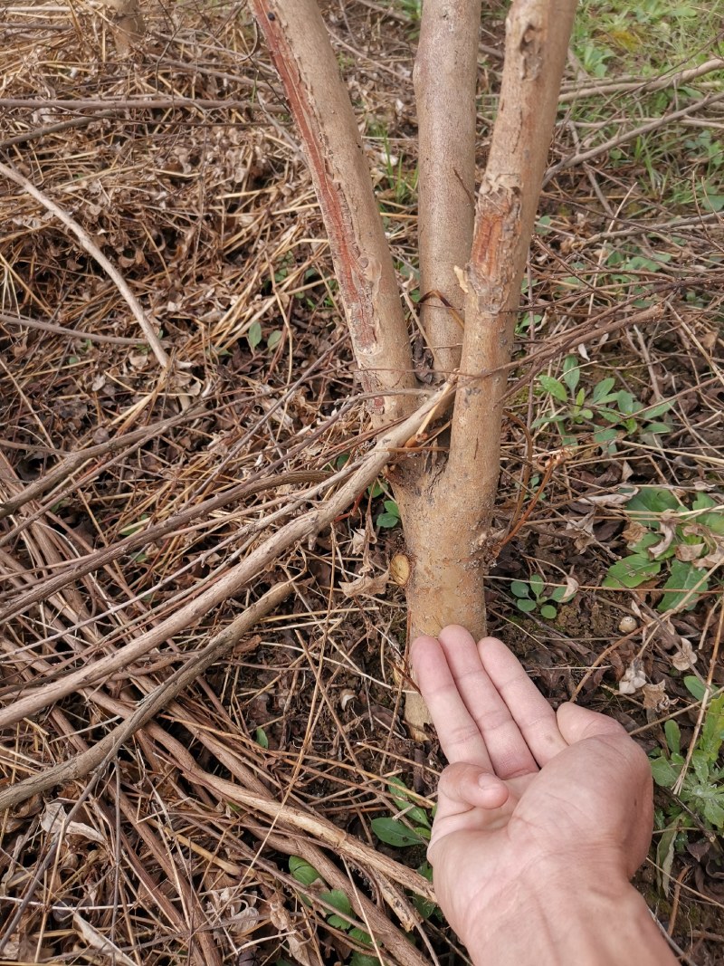 紫薇苗4公分5年苗，100万棵