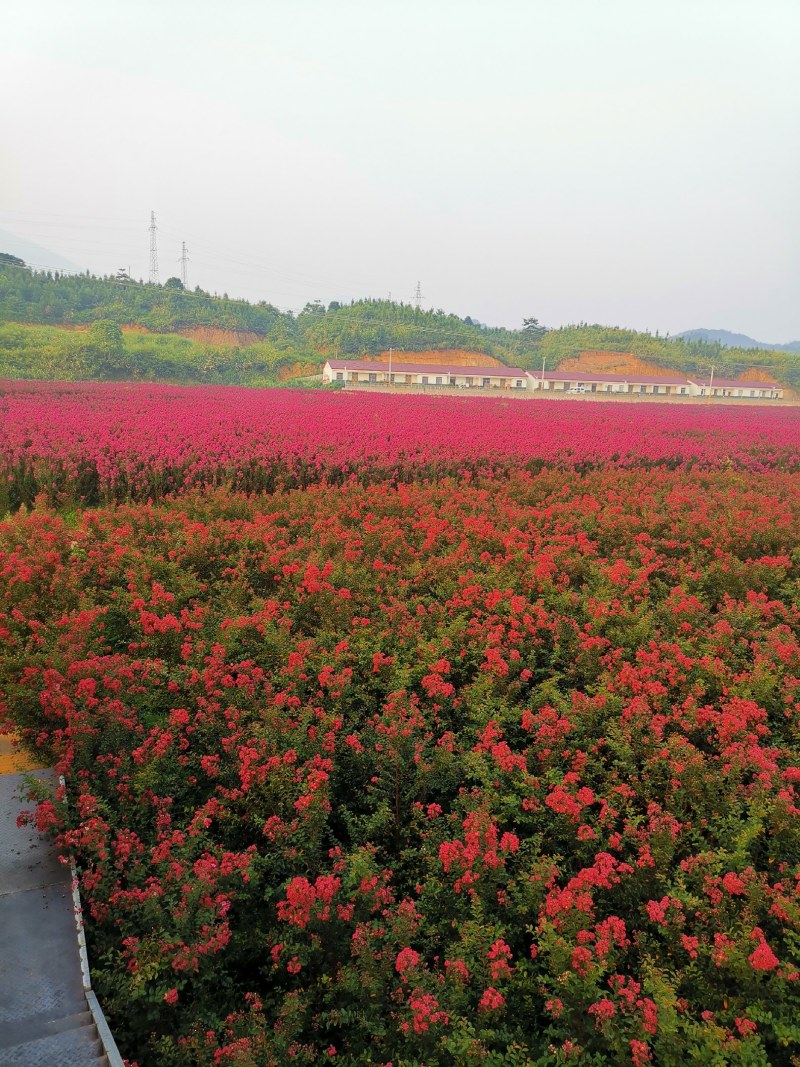 紫薇苗4公分5年苗，100万棵