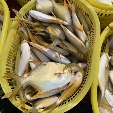 单冻金鲳鱼、北海一手量大价优，物美价廉，价格更低。