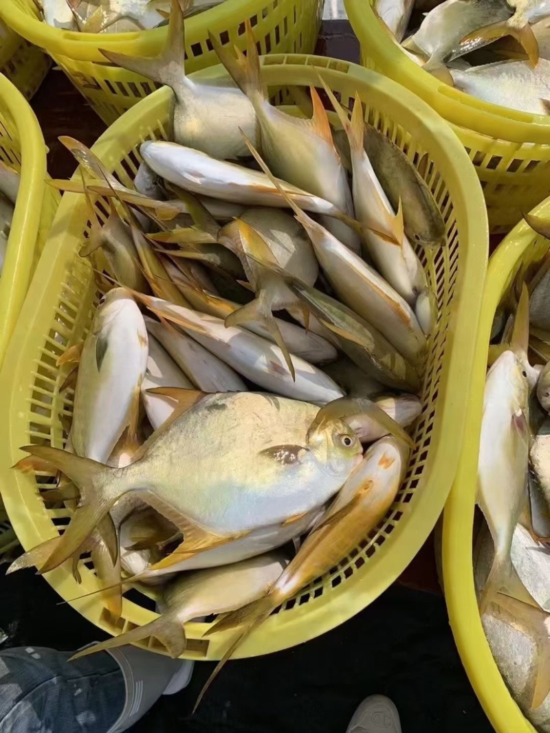 单冻金鲳鱼、北海一手量大价优，物美价廉，价格更低。