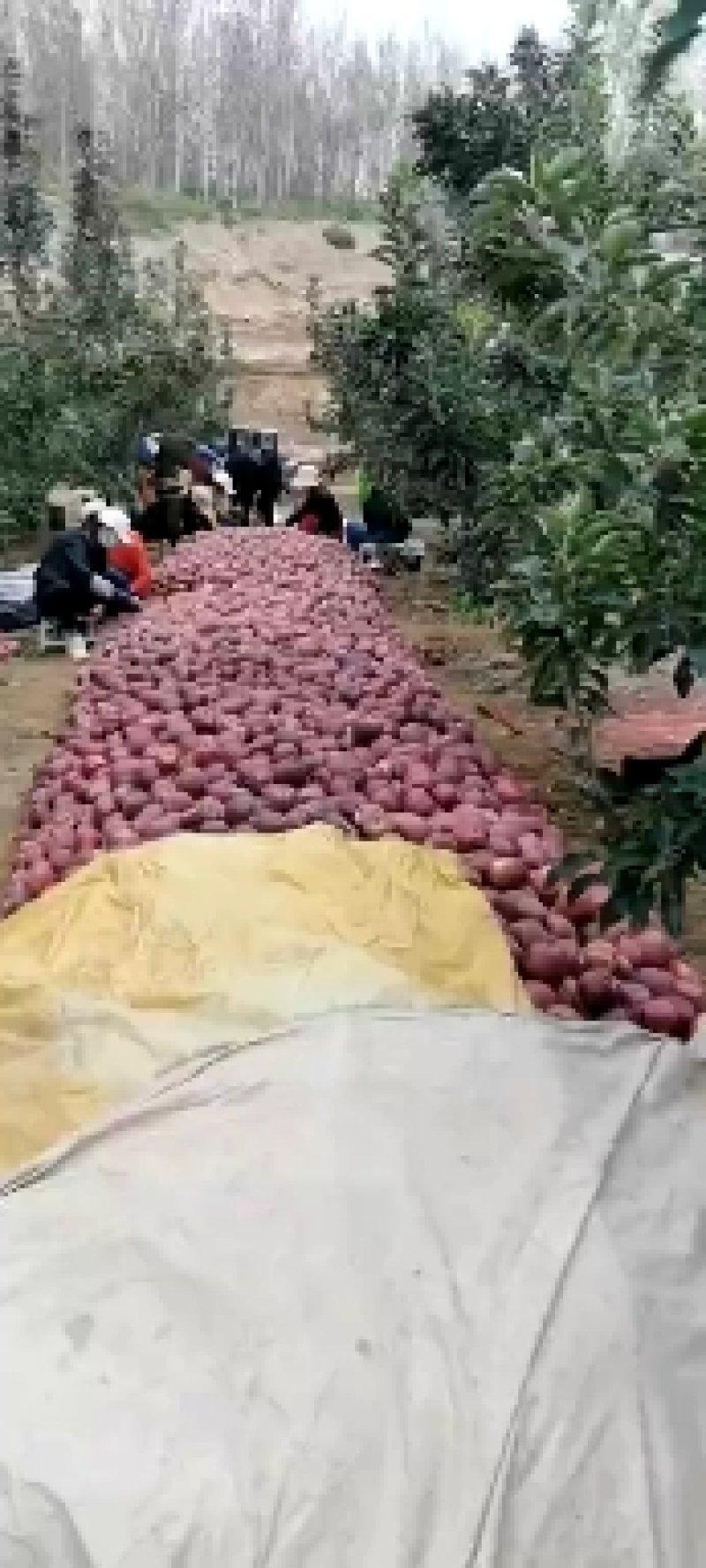 甘肃苹果会宁精品苹果产地一手货源支持全国代办代发
