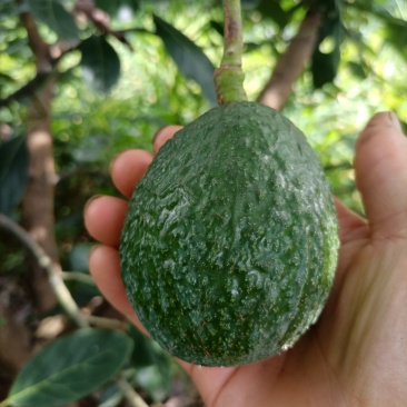 自家种植牛油果