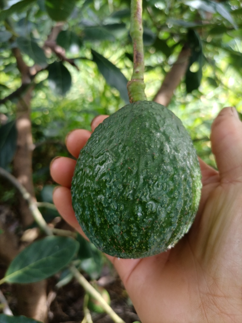 自家种植牛油果