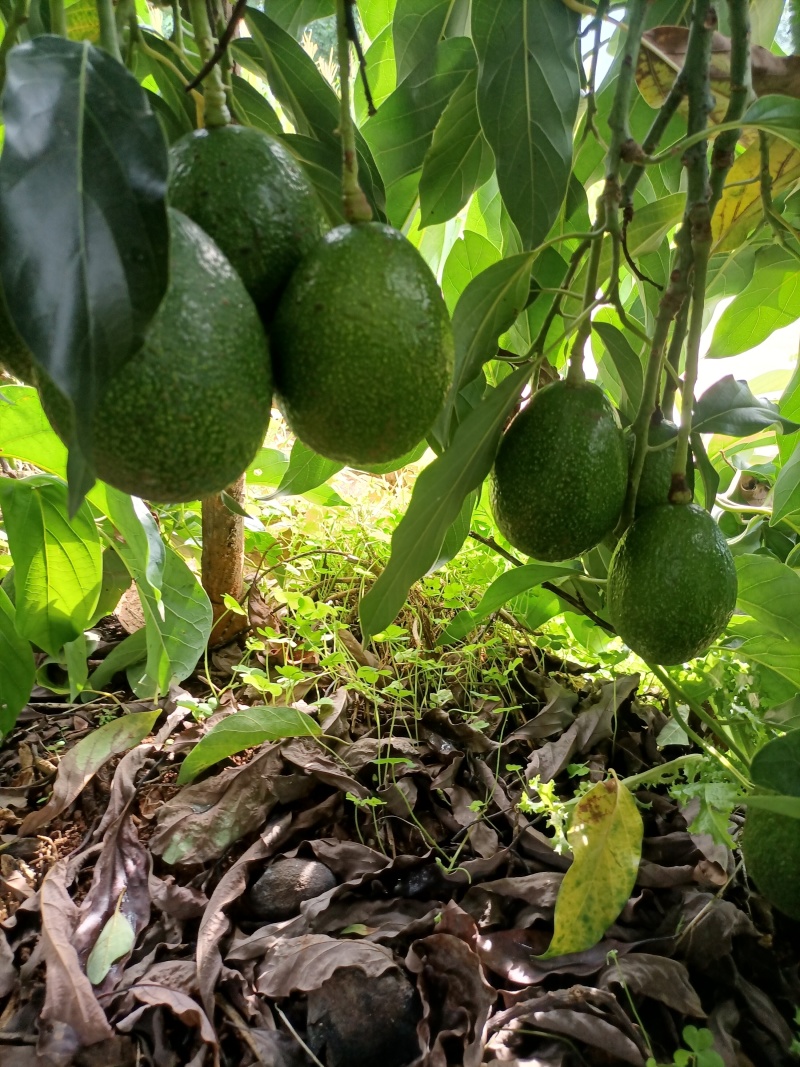 自家种植牛油果