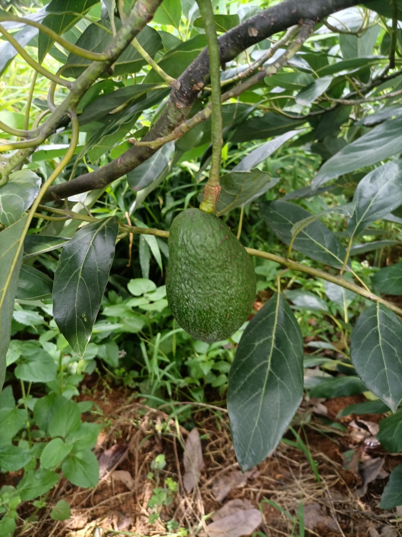 自家种植牛油果