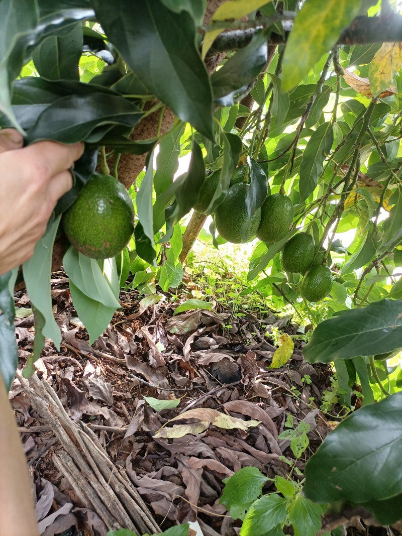 自家种植牛油果