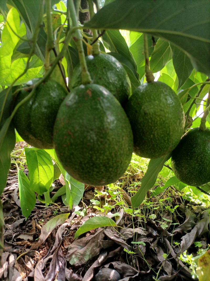 自家种植牛油果