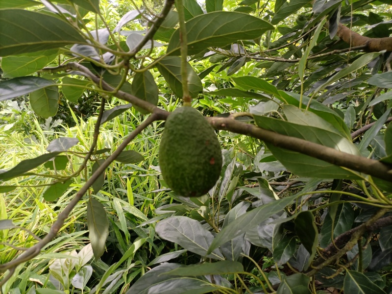 自家种植牛油果