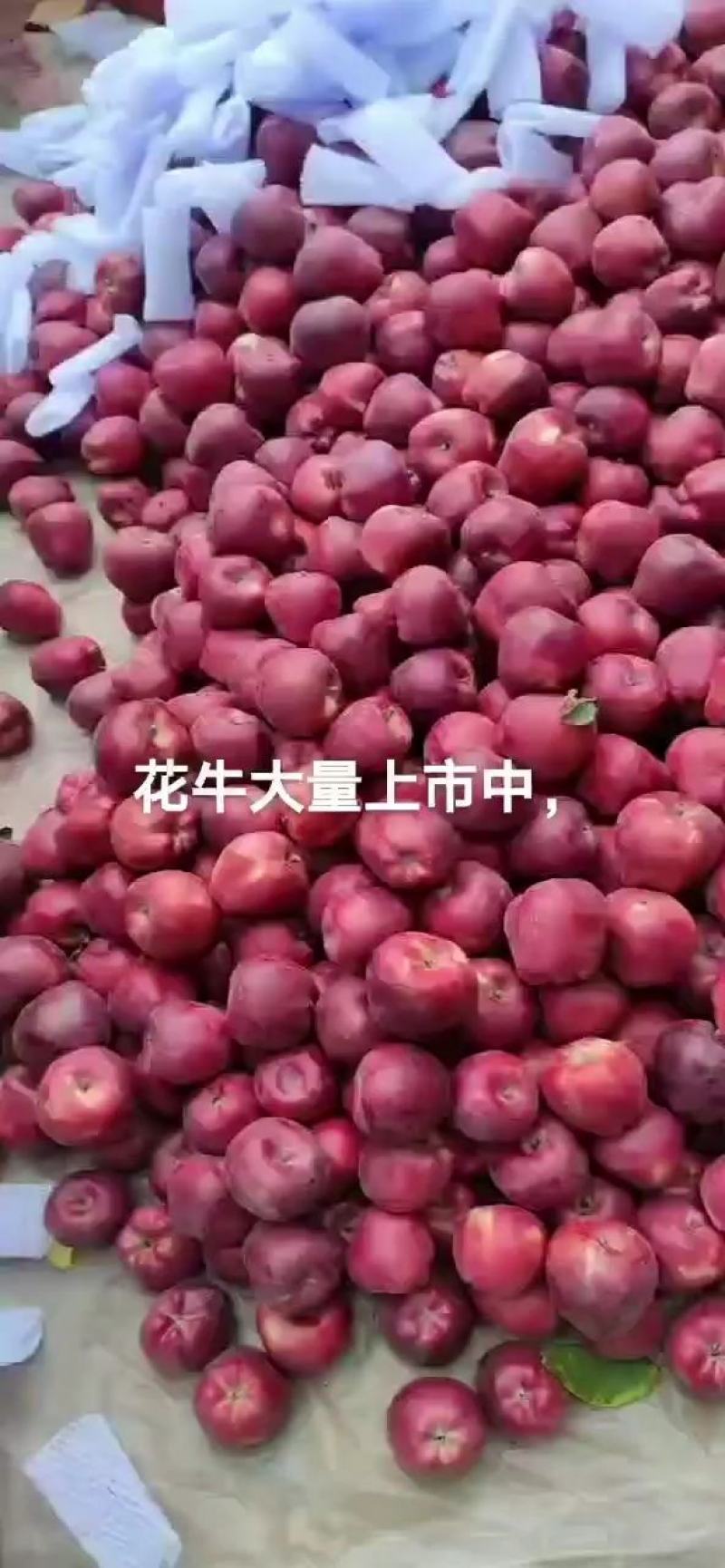 甘肃苹果会宁精品苹果产地一手货源支持全国代办代发