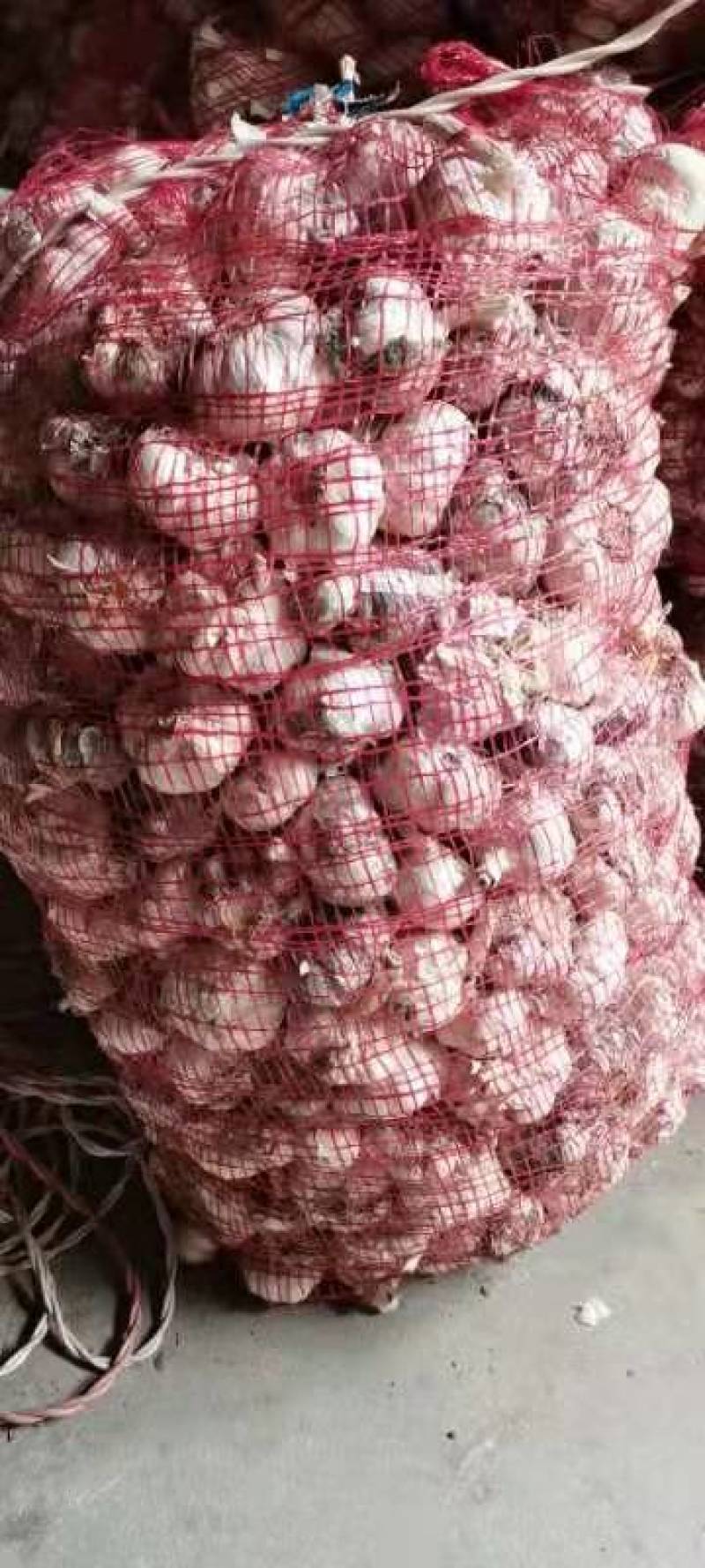 白皮蒜