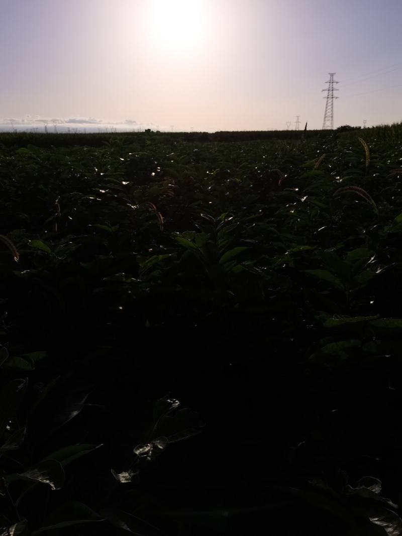 软枣树苗嫁接柿子树苗的