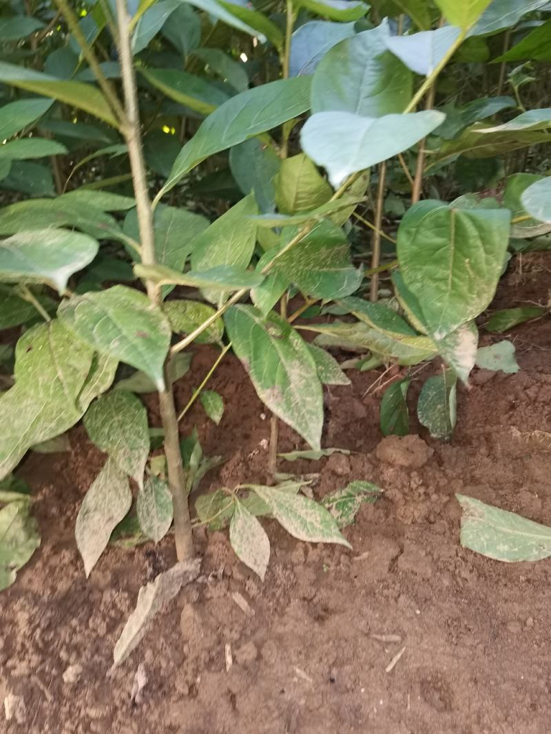 软枣树苗嫁接柿子树苗的
