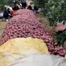 甘肃会宁新红星苹果大量上市中全国代办代发