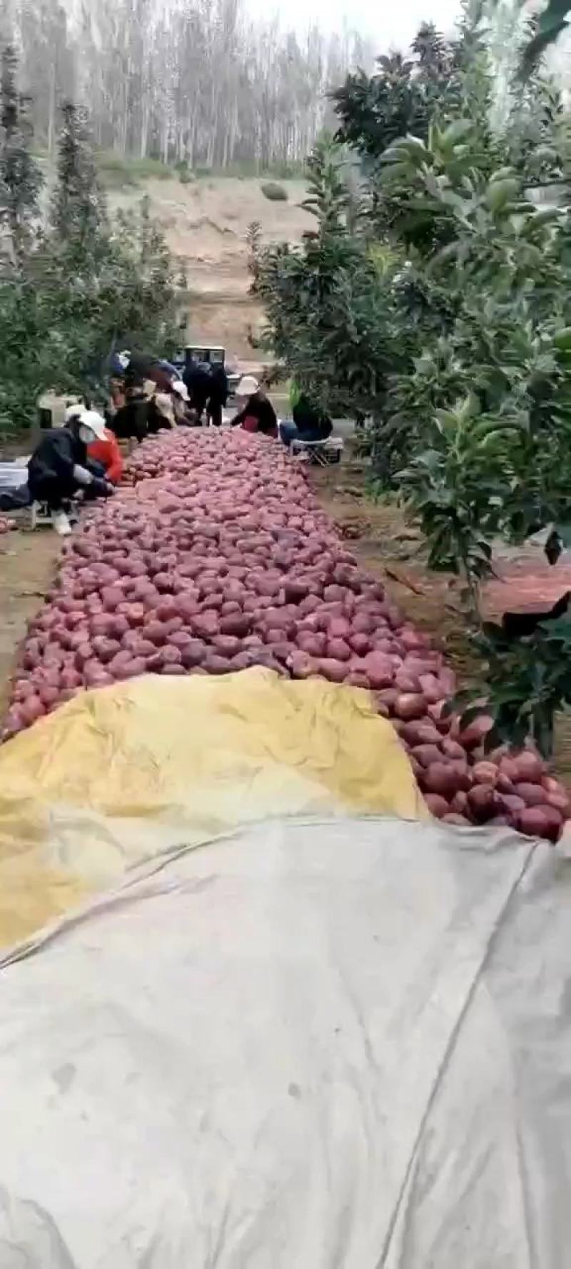 甘肃会宁新红星苹果大量上市中全国代办代发