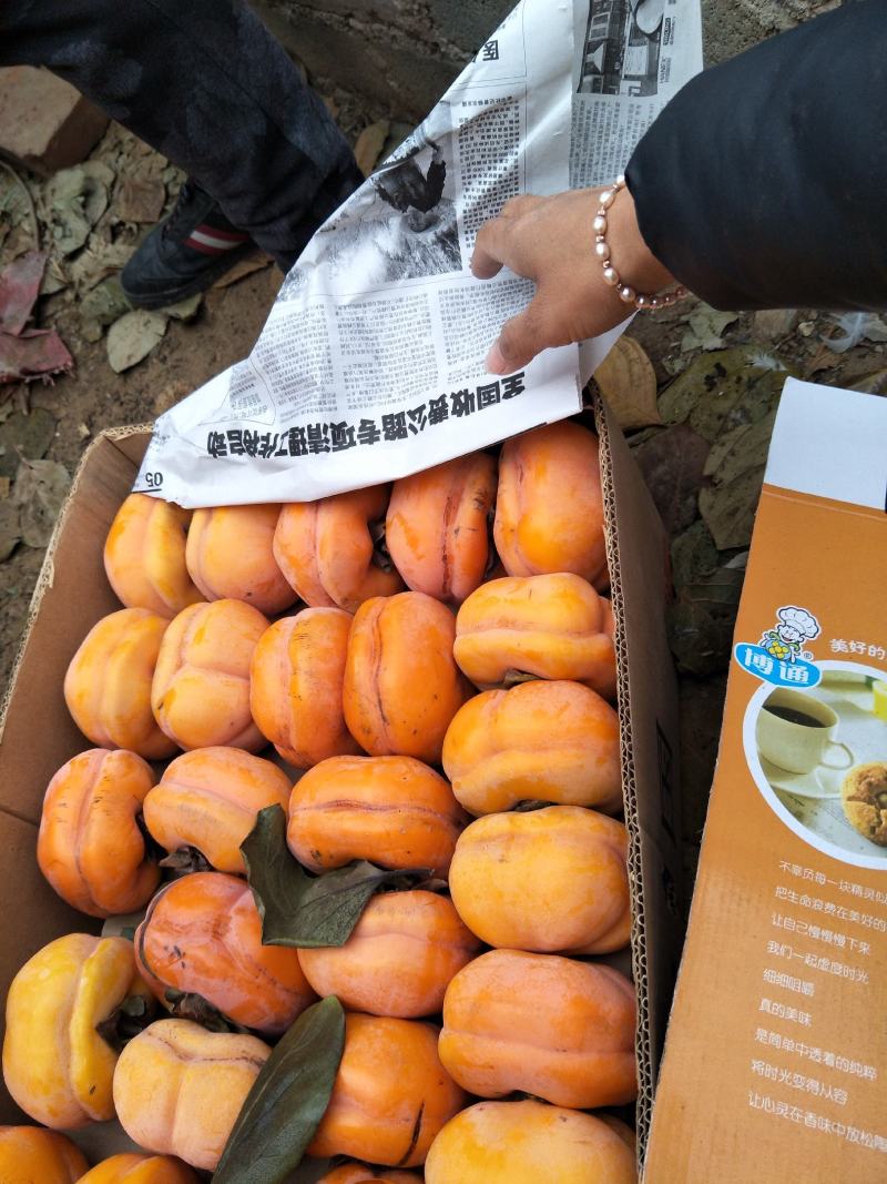 满城柿子河北磨盘柿子甜度优万亩基地批发价通货扣筐