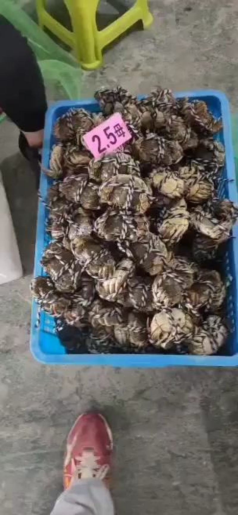 批发大闸蟹…产地**每天上万斤货要货提前联系我大量供应