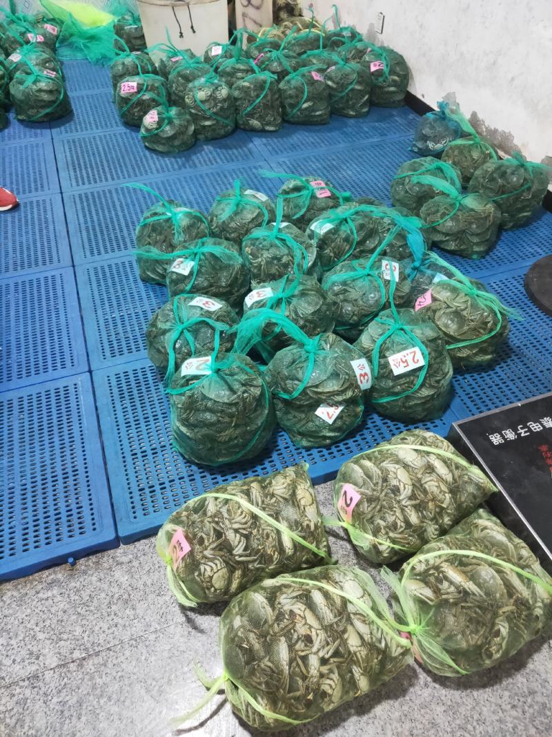批发大闸蟹…产地**每天上万斤货要货提前联系我大量供应