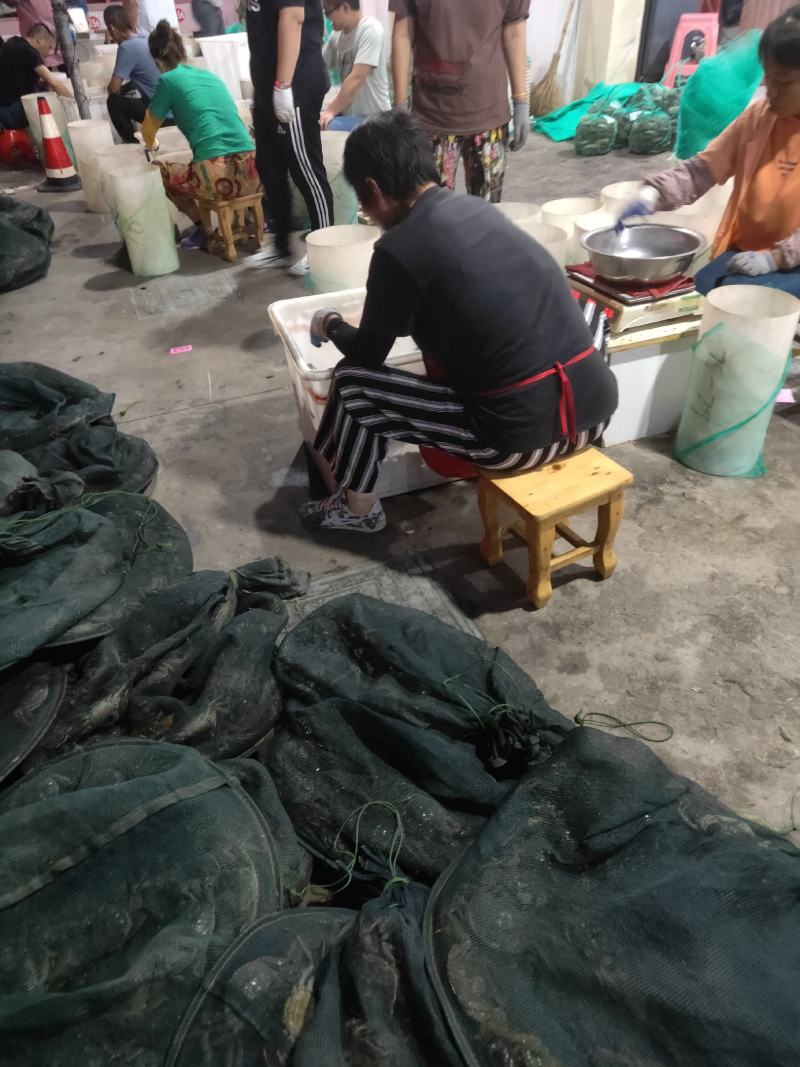 批发大闸蟹…产地**每天上万斤货要货提前联系我大量供应