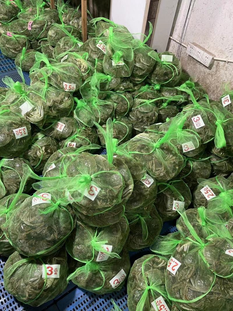 批发大闸蟹…产地**每天上万斤货要货提前联系我大量供应