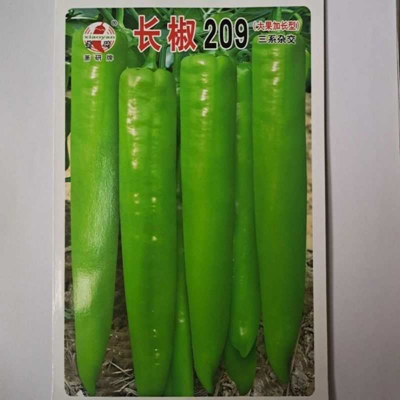 辣椒籽长椒209特长尖椒蔬菜种子高产抗病四季黄绿皮牛角椒