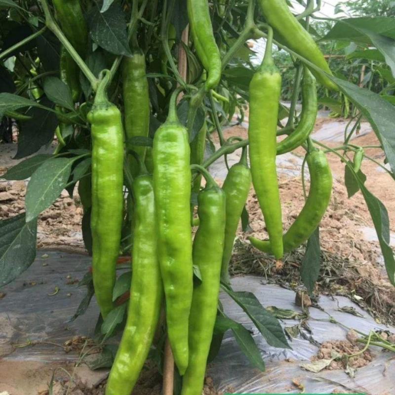 辣椒籽长椒209特长尖椒蔬菜种子高产抗病四季黄绿皮牛角椒