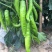 辣椒籽长椒209特长尖椒蔬菜种子高产抗病四季黄绿皮牛角椒