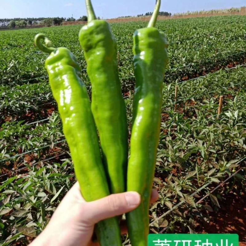 辣椒籽长椒209特长尖椒蔬菜种子高产抗病四季黄绿皮牛角椒