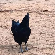 五黑鸡，农家自养，量大从优