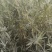 四翅滨藜苗