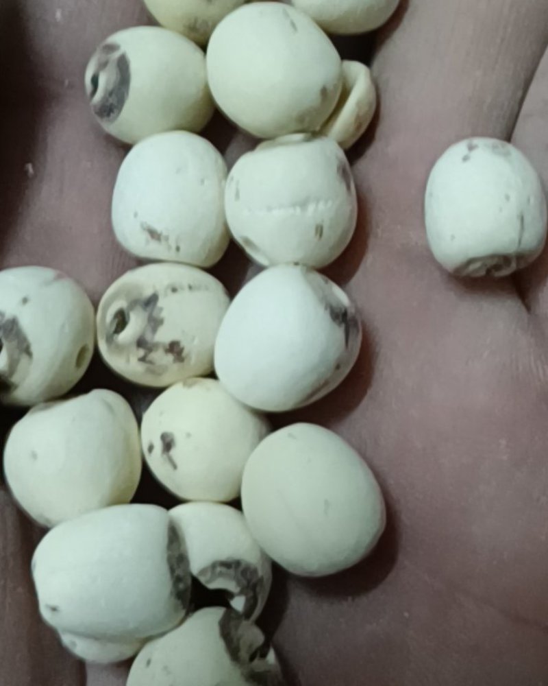 同奎中药材商行白莲子去心莲子可煲粥量大从优