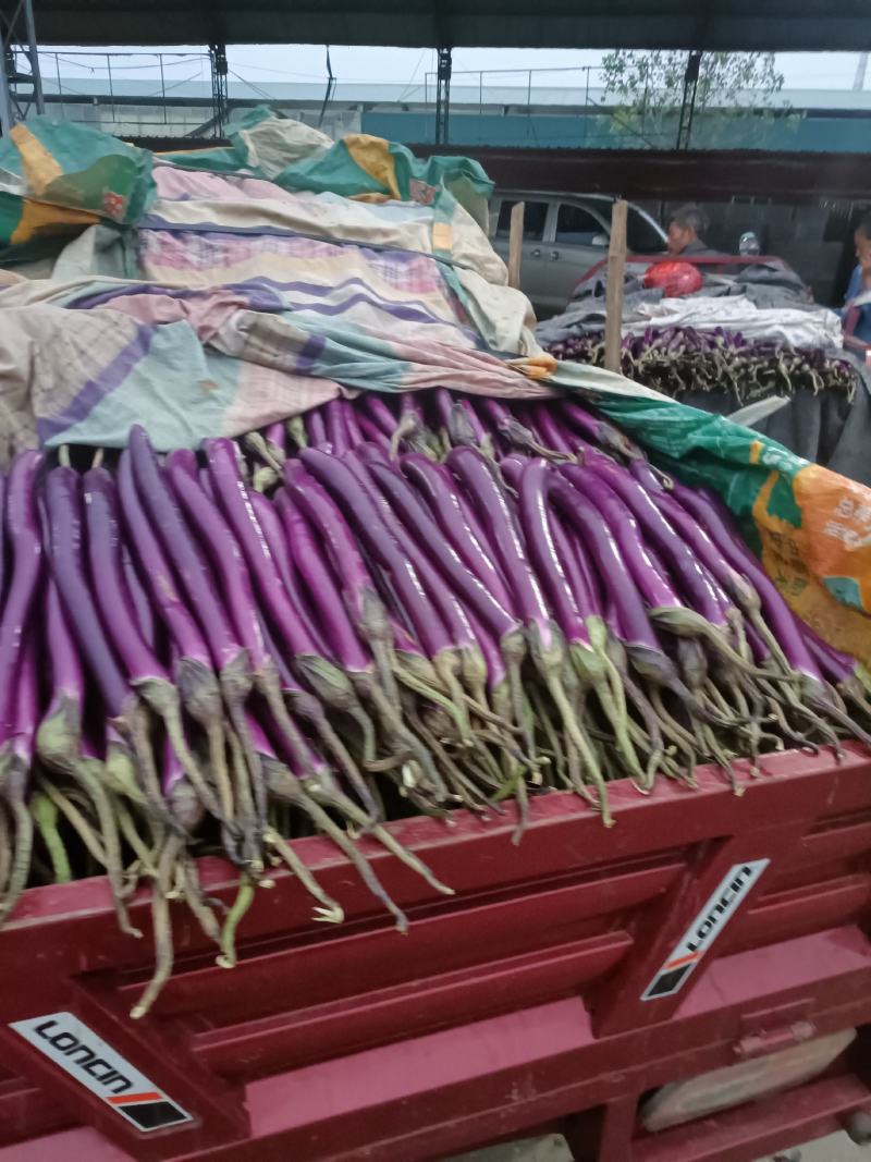 山东兰陵精品红线茄，茄子顺直，色泽光滑，大量供应