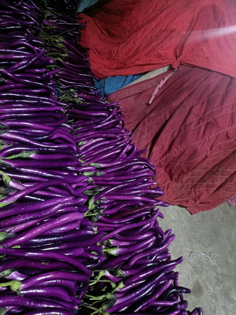 山东兰陵精品红线茄，茄子顺直，色泽光滑，大量供应