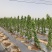 3公分车厘子樱桃树一根杆型分枝型裸根美植袋樱桃树苗